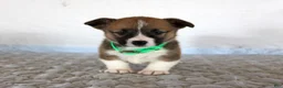 Welsh Corgi Pembroke dogs for sale: Hank - Ad 1