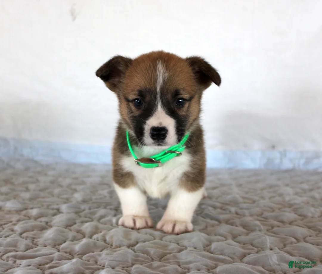 Welsh Corgi Pembroke dogs for sale: Hank - Ad 1