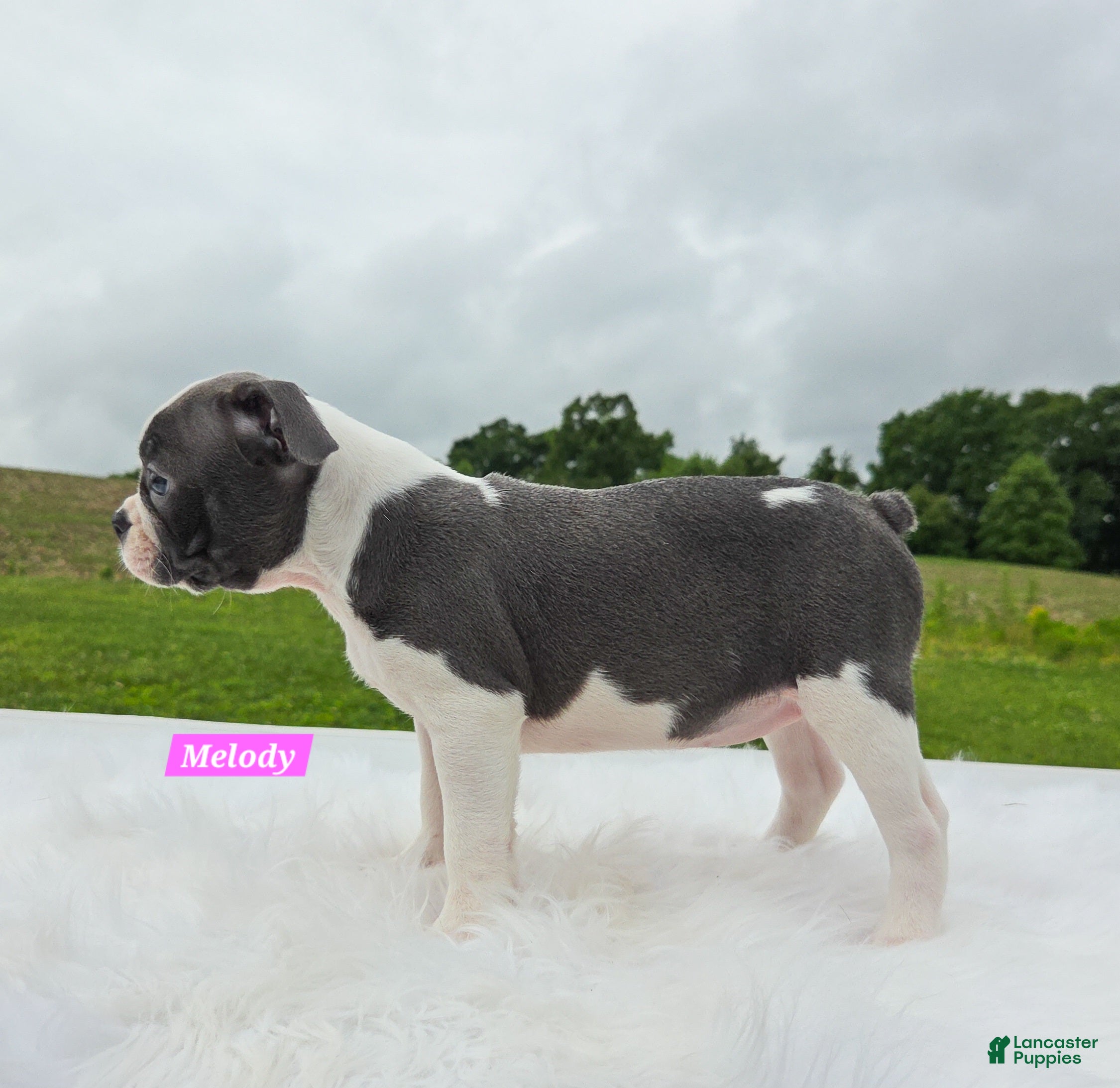 Boston Terrier dogs Melody - Ad 2