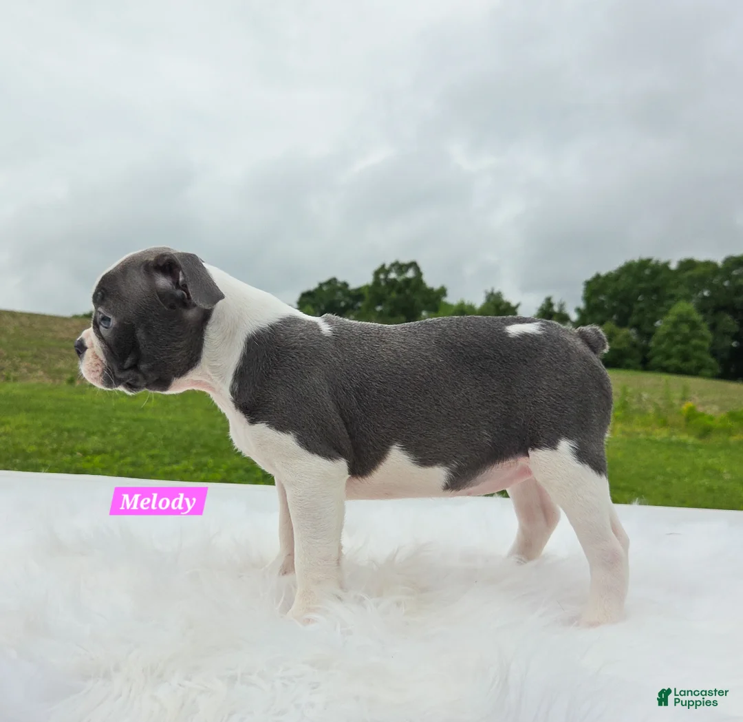 Boston Terrier dogs for sale: Melody - Ad 2
