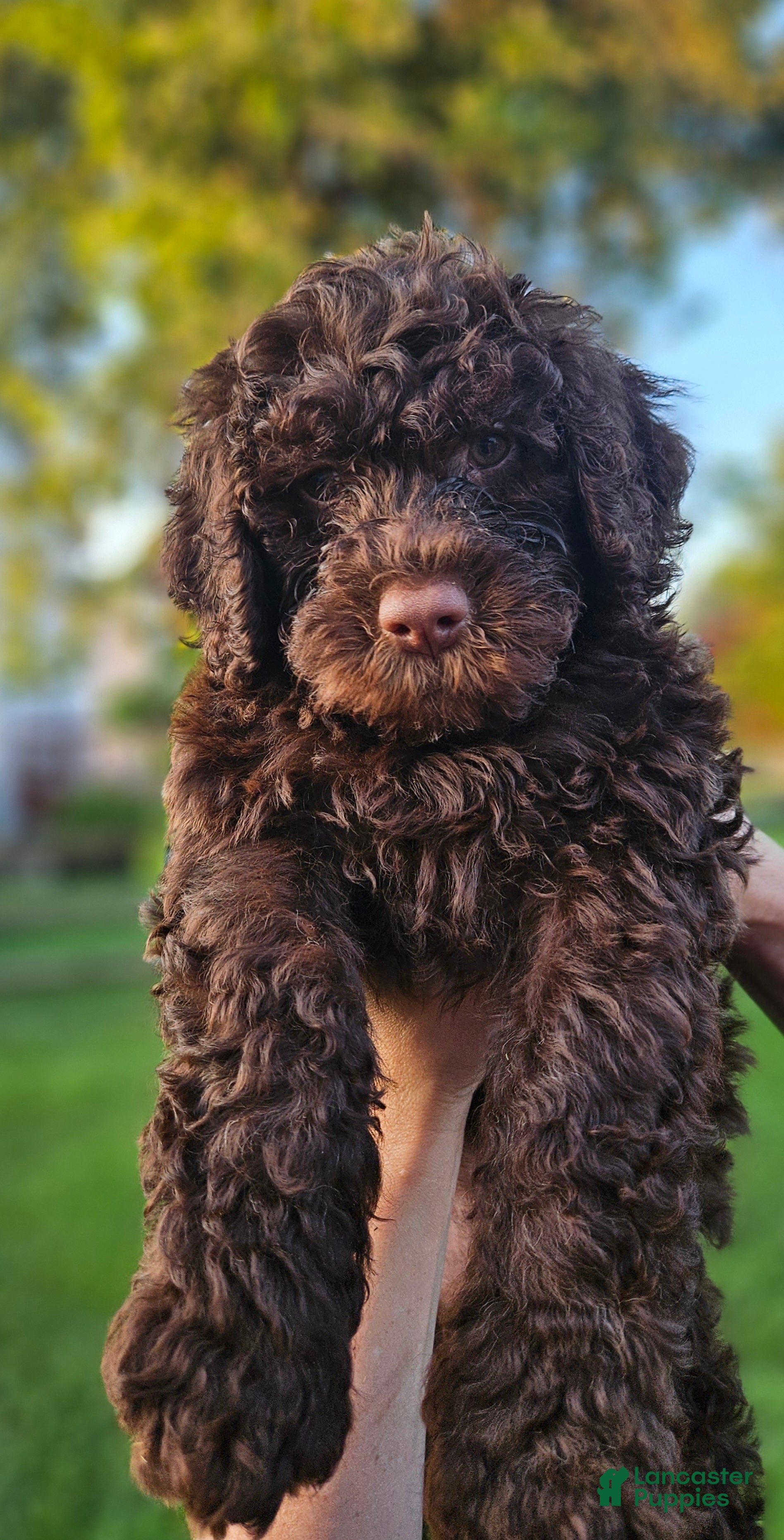 Portuguese Water Dog dogs Hershey - Ad 11
