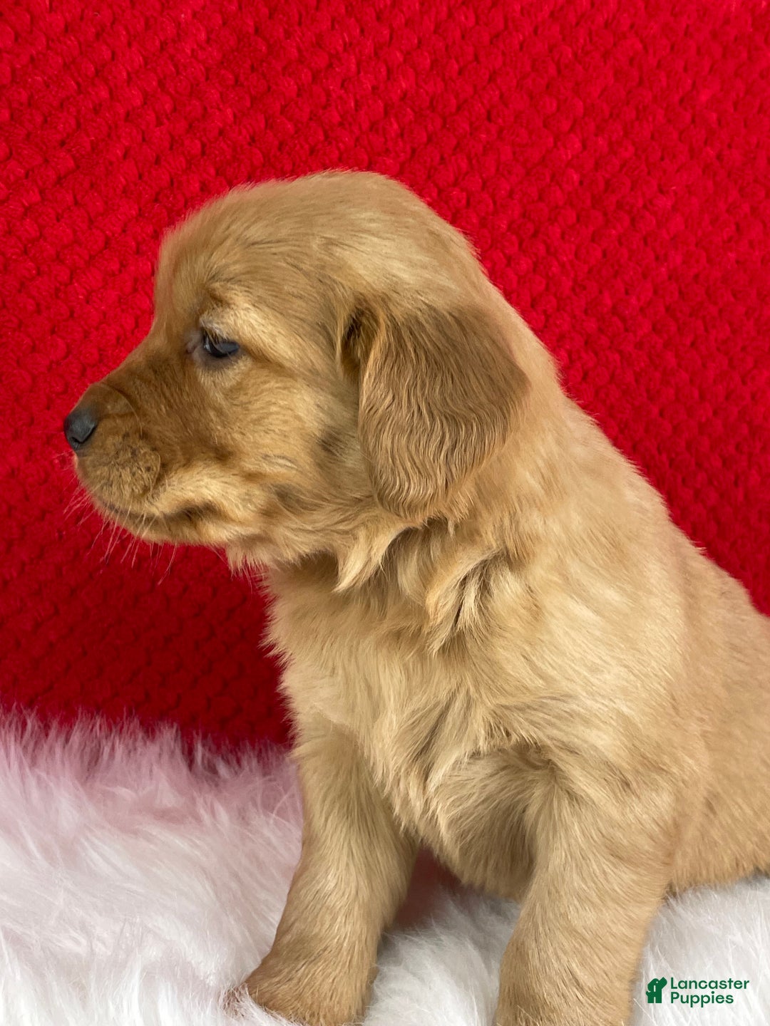 Golden Retriever dogs for sale: Stella  - Ad 5