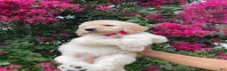 Goldendoodle dogs for sale: Lily - Ad 5