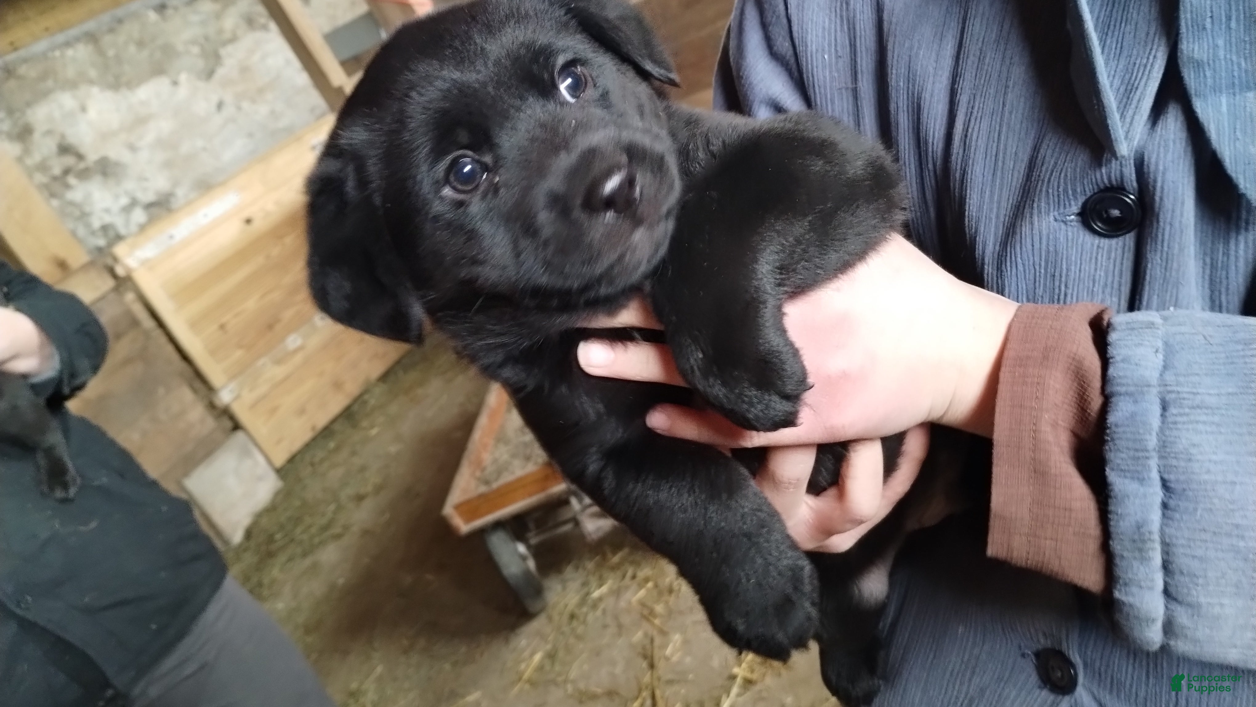 Mixed Breed dogs Buster - Ad 1