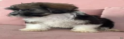Havanese dogs for sale: Solomon - Ad 2