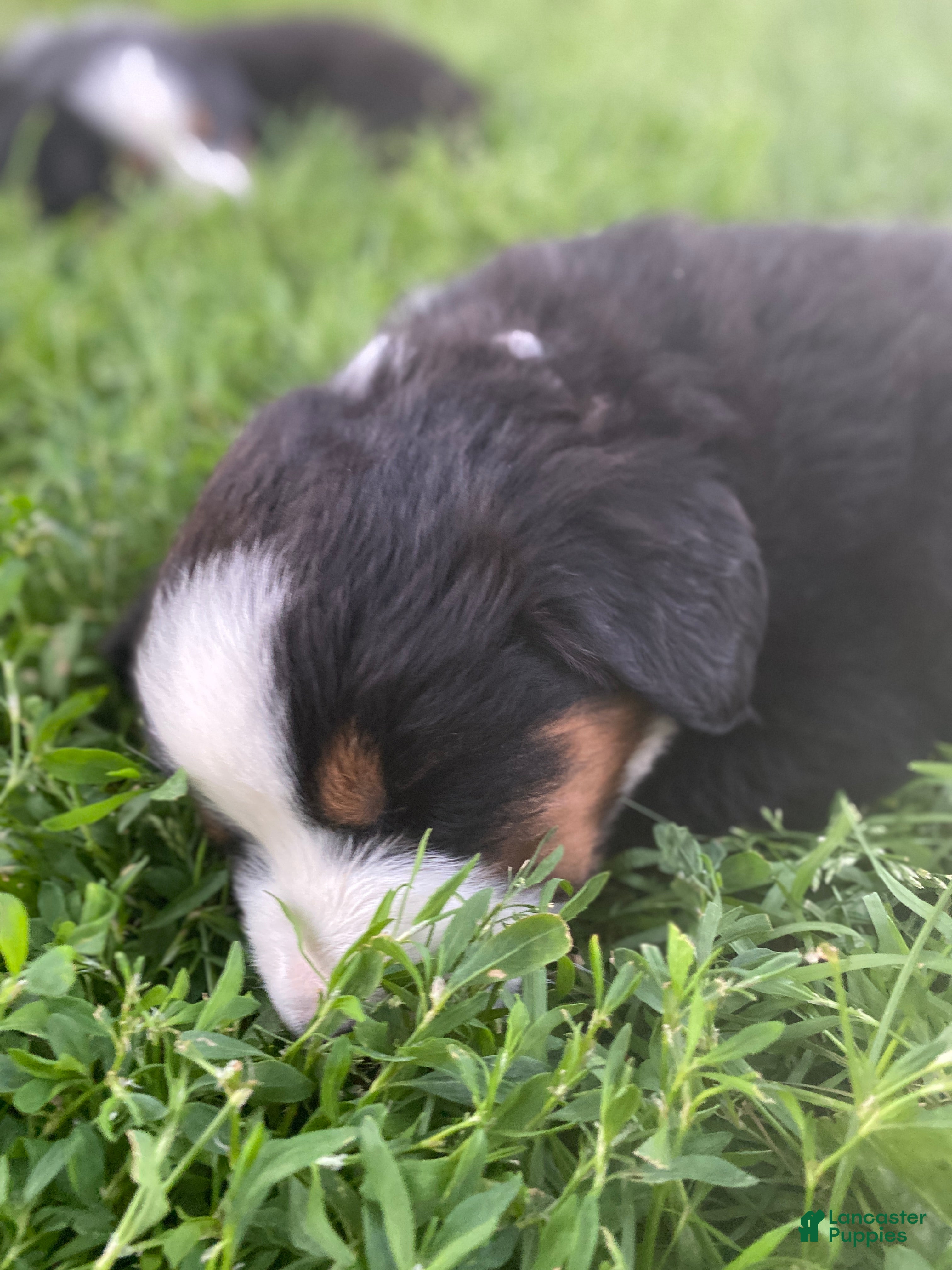 Mixed Breed dogs ♥️SWEET ROCCO♥️ - Ad 1