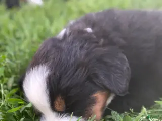 Mixed Breed dogs for sale: ♥️SWEET ROCCO♥️ - Ad 2