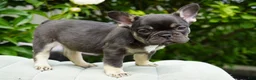 French Bulldog dogs for sale: Mochi - Ad 4