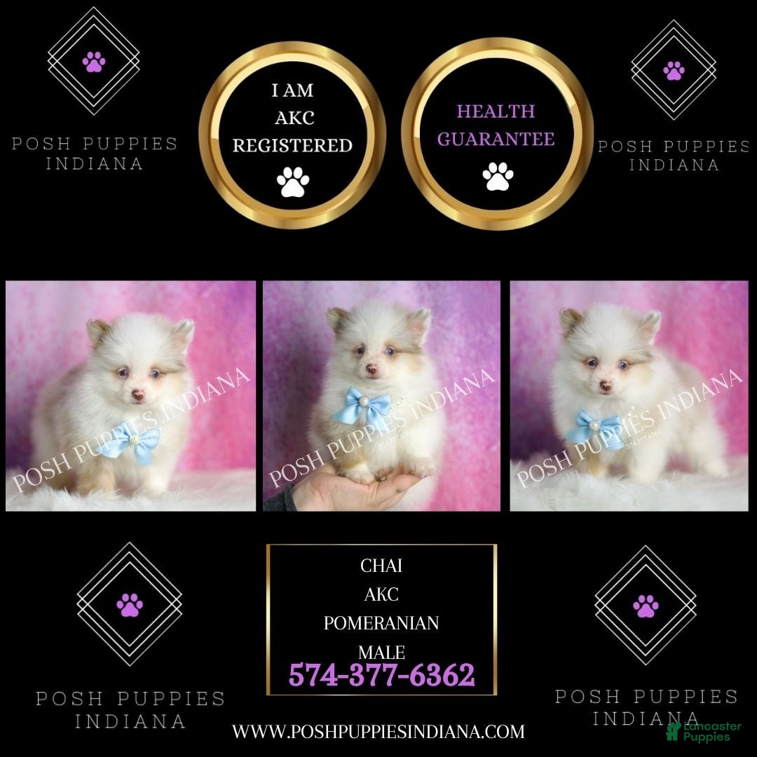 Pomeranian dogs Chai - Ad 2