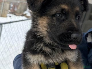 German Shepherd dogs Laika - Ad 30
