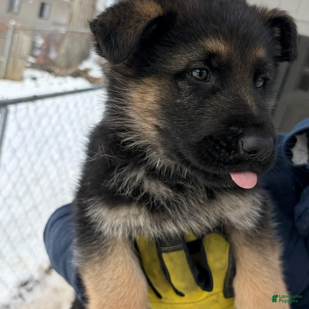 German Shepherd dogs for sale: Laika  - Ad 1