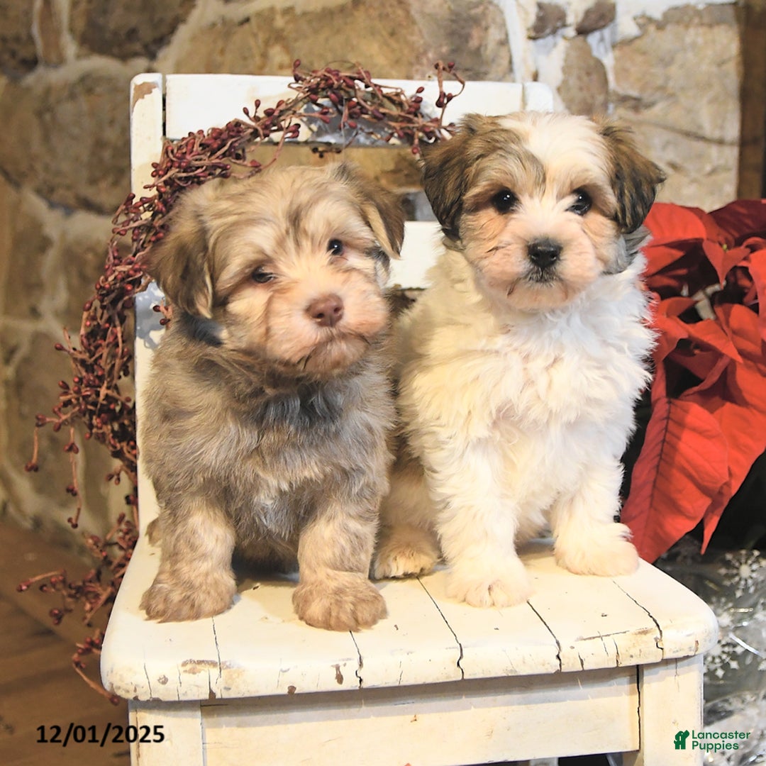 Havanese dogs for sale: Cooper - Ad 5