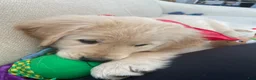 Golden Retriever dogs for sale: Golden Retriever Puppy 1 - Ad 23