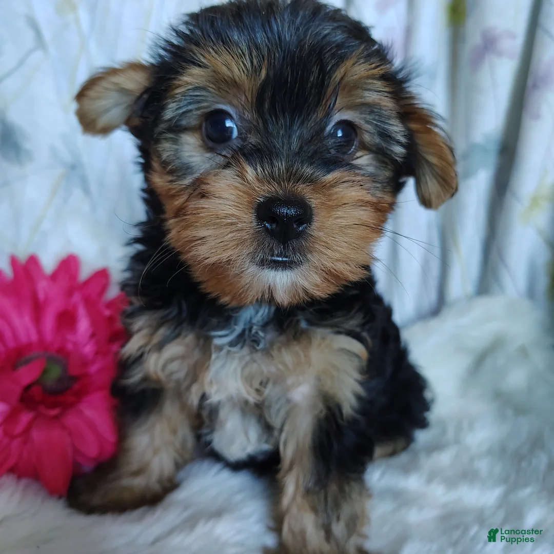 Yorkshire Terrier dogs for sale: June bug - Ad 2