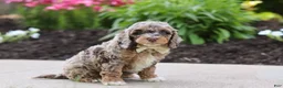 Cockapoo dogs for sale: Hudson - Ad 5