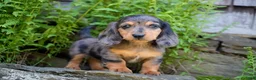 Miniature Dachshund dogs for sale: Jasper - Ad 5