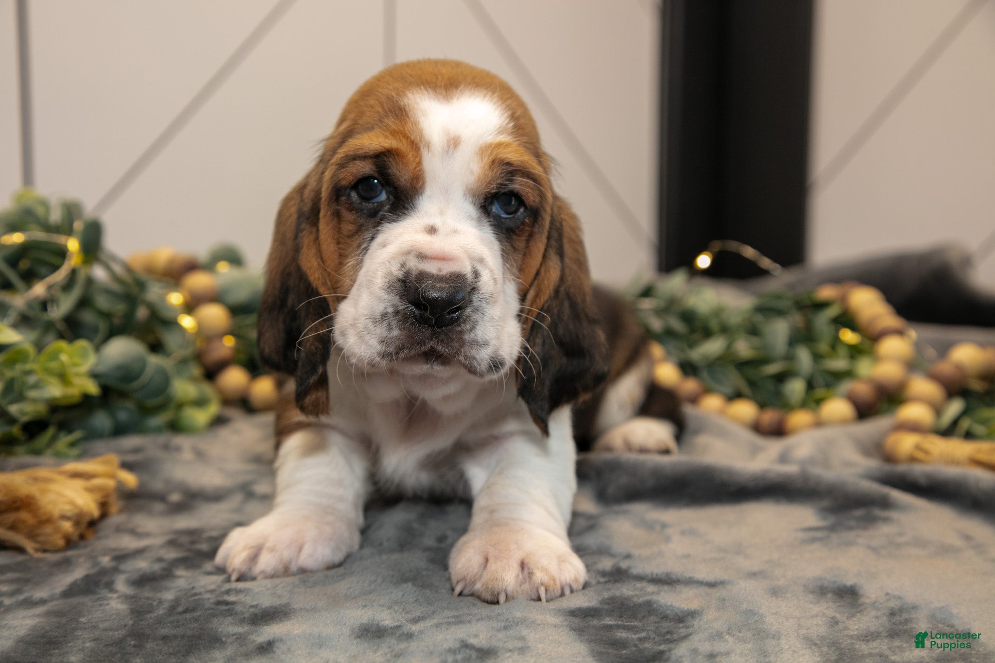 Basset Hound dogs Gunner - Ad 1