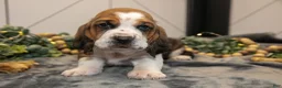 Basset Hound dogs for sale: Gunner - Ad 1
