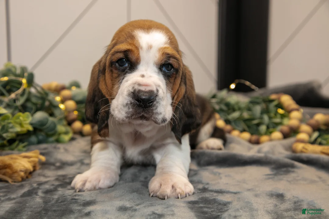 Basset Hound dogs for sale: Gunner - Ad 1