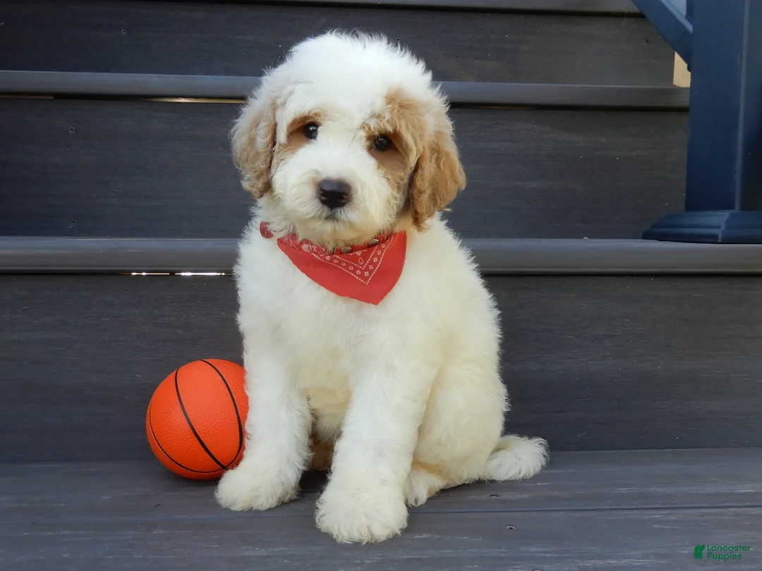Mini Goldendoodle dogs for sale: Gus (medium) - Ad 1