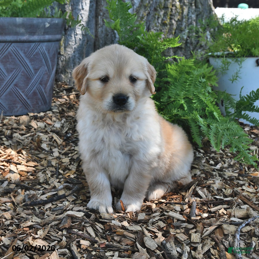 Golden Retriever dogs for sale: Callie - Ad 3
