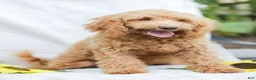 Goldendoodle dogs for sale: Melody - Ad 5