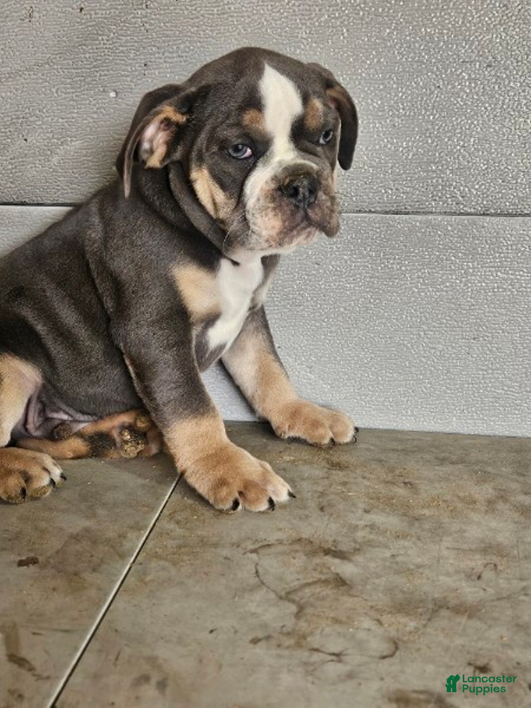 Olde English Bulldogge dogs for sale: Orion - Ad 1