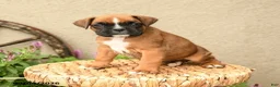 Boxer dogs for sale: Blake - Ad 4