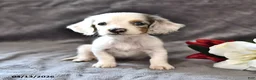 Miniature Dachshund dogs for sale: Candy - Ad 1