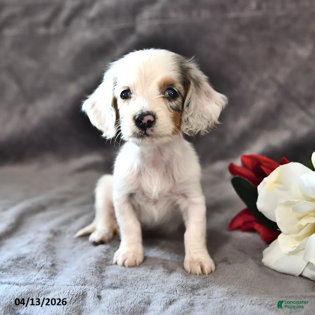 Miniature Dachshund dogs for sale: Candy - Ad 1