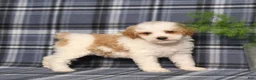 Miniature Poodle dogs for sale: Xeena - Ad 5