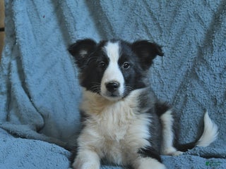 Mixed Breed dogs Lilac - Ad 4