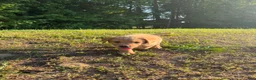 Labrador Retriever dogs for sale: Labrador Retriever Puppy 4 - Ad 4