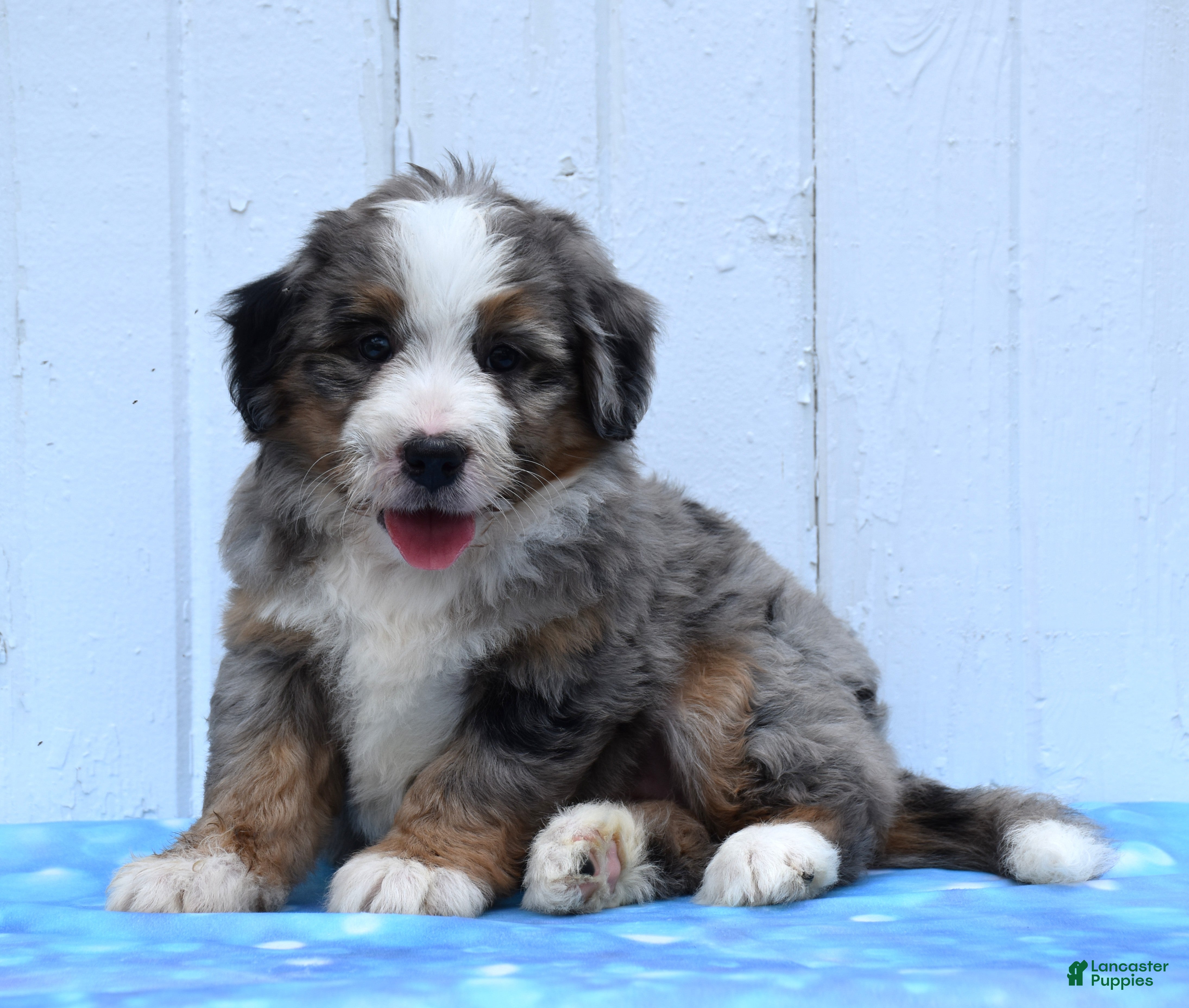 Mini Bernedoodle dogs Clover - Ad 1