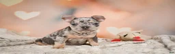 French Bulldog dogs for sale: Abby - Ad 5