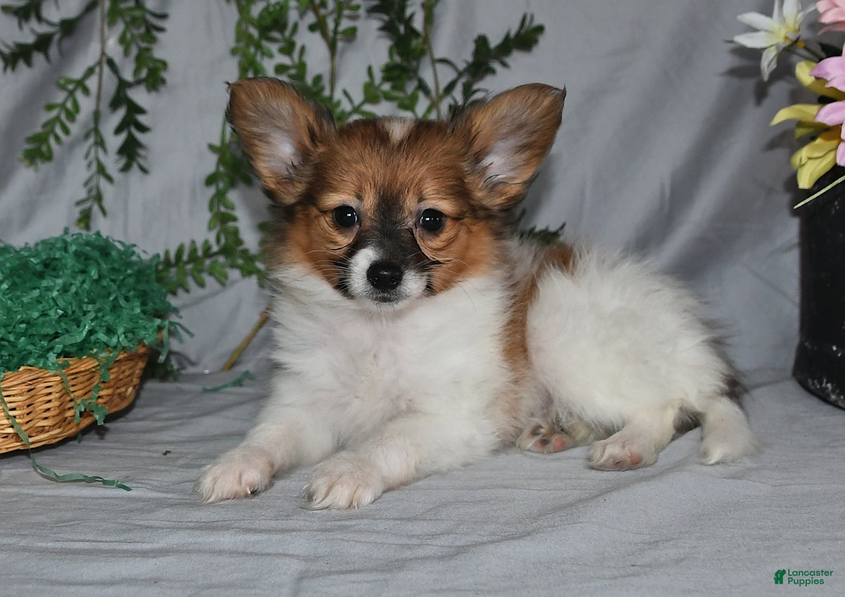 Papillon dogs Dusty - Ad 1