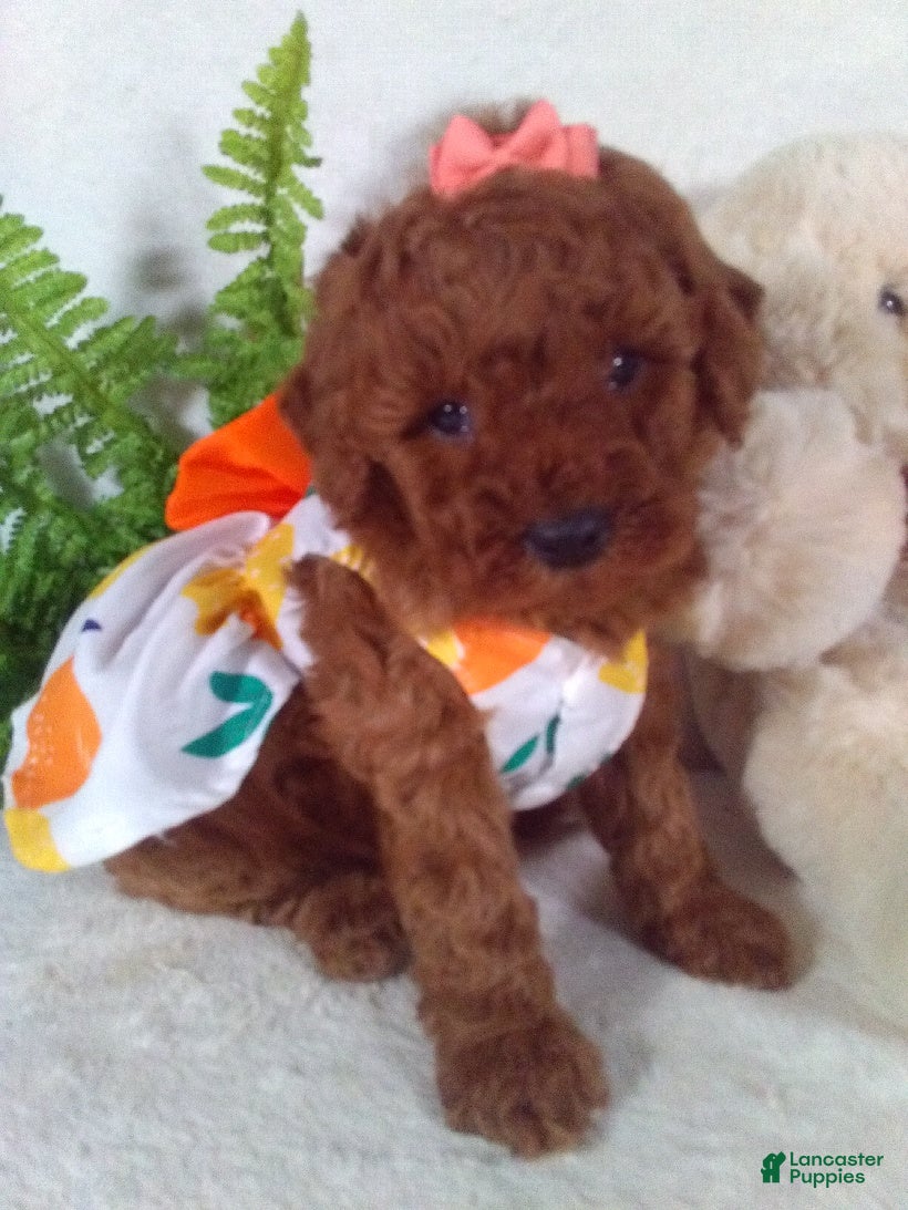 Cavapoo dogs Jasmine - Ad 33
