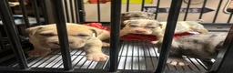 American Bully dogs for sale: American Bully Puppy 4 - Ad 3