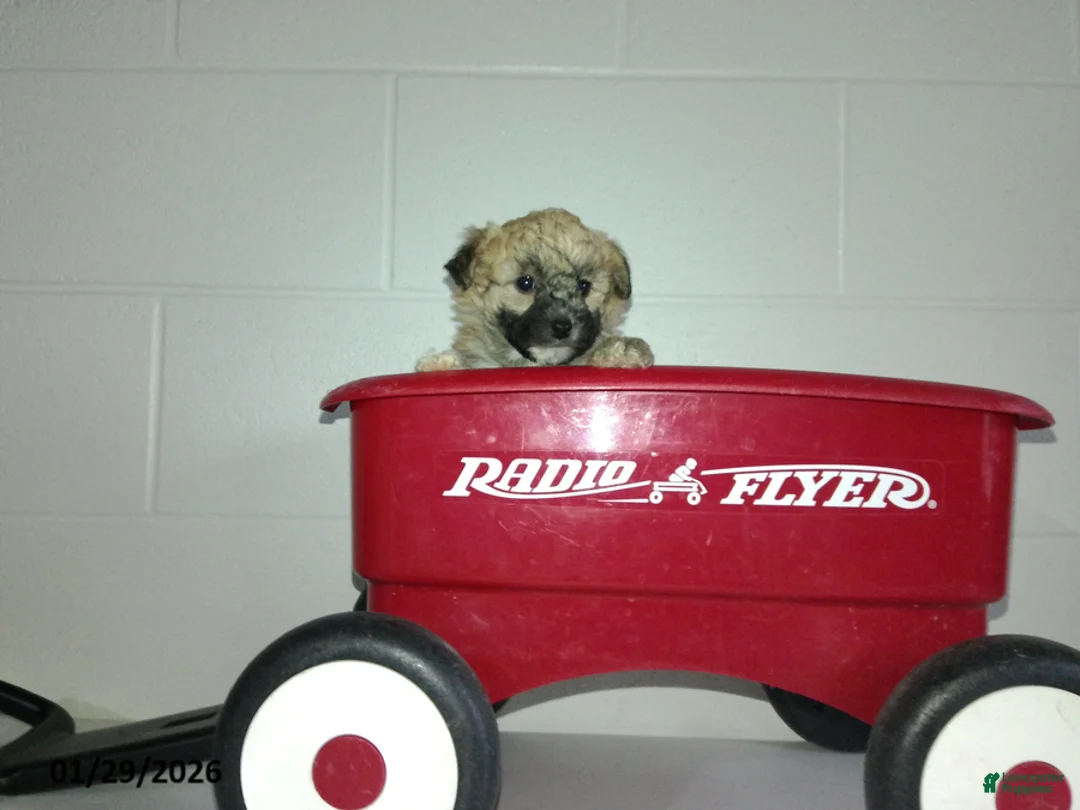 Yorkiepoo dogs for sale: Cara  - Ad 4