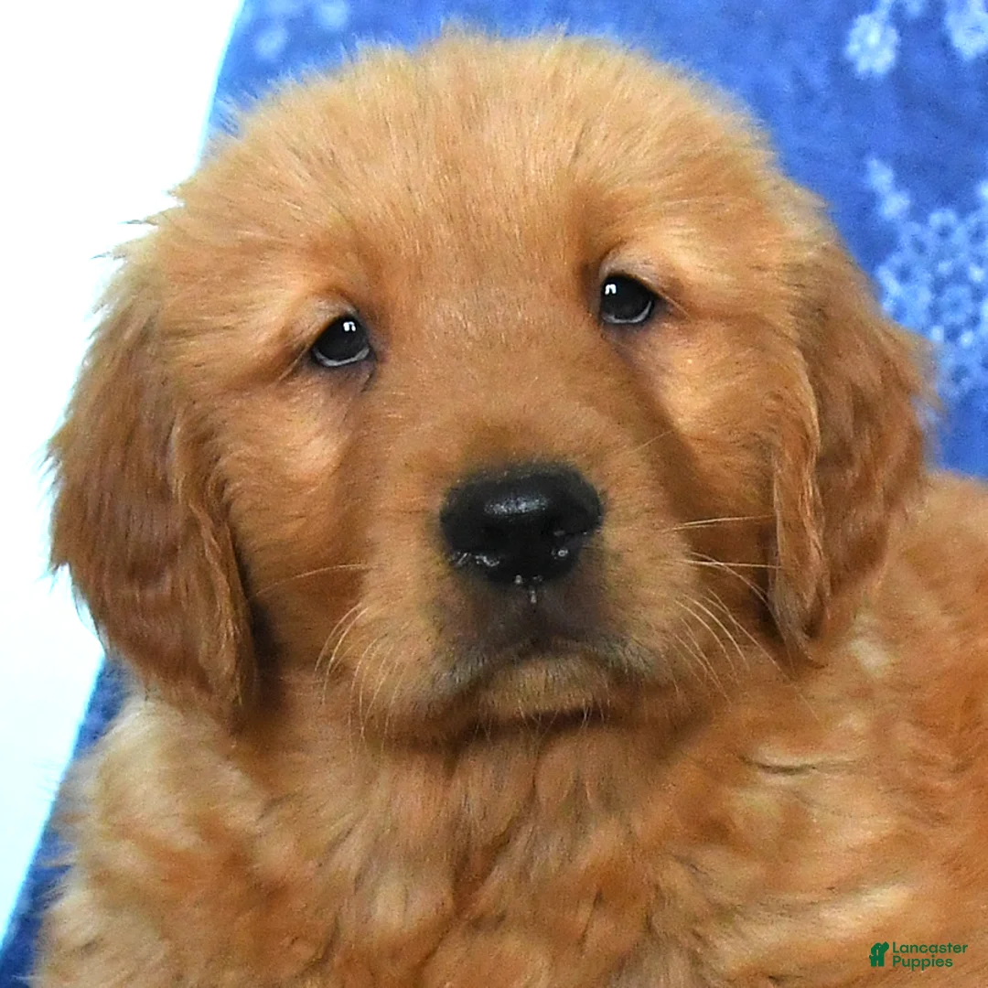 Golden Retriever dogs for sale: Watson - Ad 3