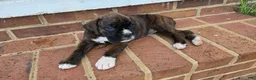 Boxer dogs for sale: Brownie - Ad 4