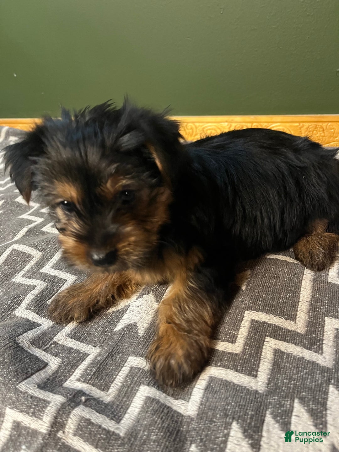 Yorkshire Terrier dogs for sale: Growler - Ad 2