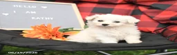 Eskipoo dogs for sale: Kathy - Ad 1