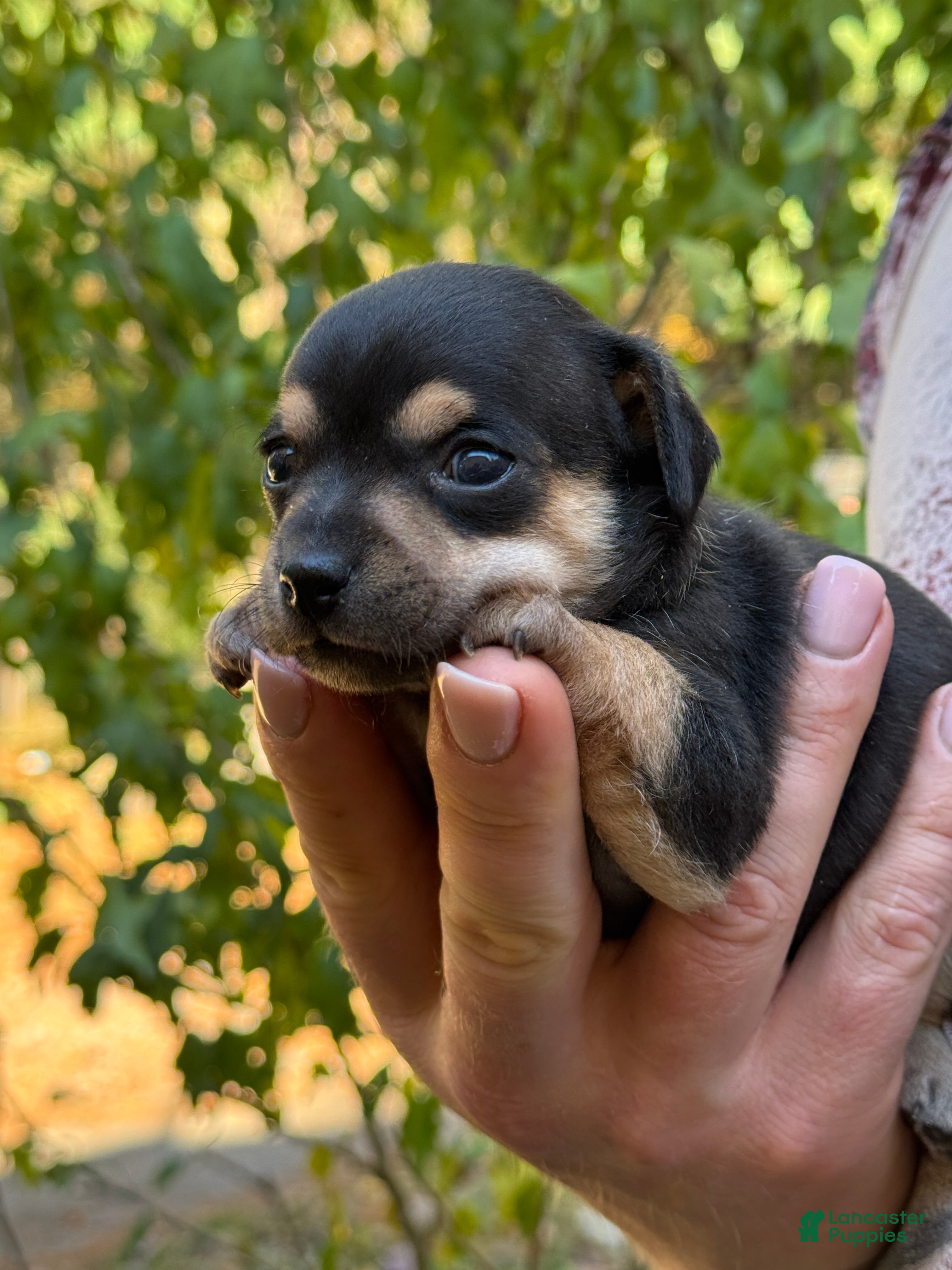 Chihuahua Puppies for sale in Queens, New York Lancaster Puppies