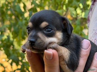 Chihuahua dogs - Ad 9