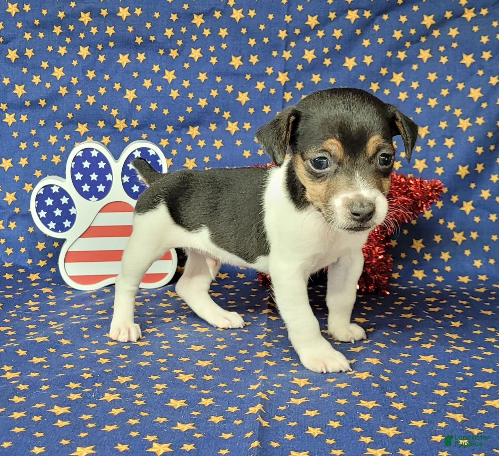 Jack Russell Terrier dogs Romeo purebred JRT delivery available  - Ad 31