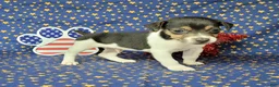 Jack Russell Terrier dogs for sale: Romeo purebred JRT delivery available  - Ad 1