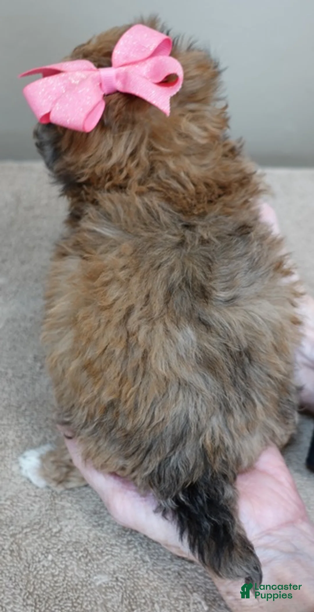 Maltipoo dogs for sale: Miracle chocolate merle PET ONLY - Ad 12