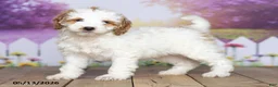 Mini Goldendoodle dogs for sale: Tulip - Ad 3