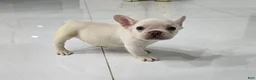 French Bulldog dogs for sale: French Bulldog 1 - Ad 4